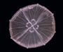 a small moon jelly, Aurelia sp. from the SC Aquarium